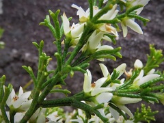 Cyanothamnus anemonifolius