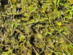 Ranunculus papulentus