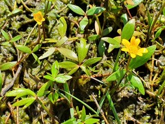 Ranunculus papulentus
