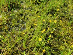 Ranunculus papulentus