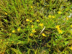 Ranunculus papulentus