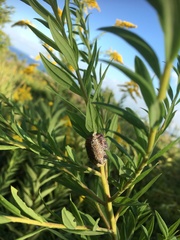 Hierodula patellifera patellifera