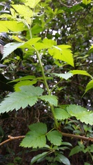 Rubus hawaiensis