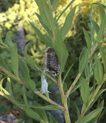 Hierodula patellifera patellifera