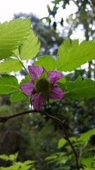 Rubus hawaiensis