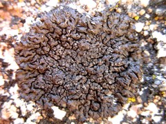Montanelia tominii