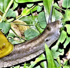 Cochlitoma semidecussata