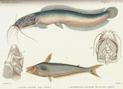 African Butter Catfish photo 5