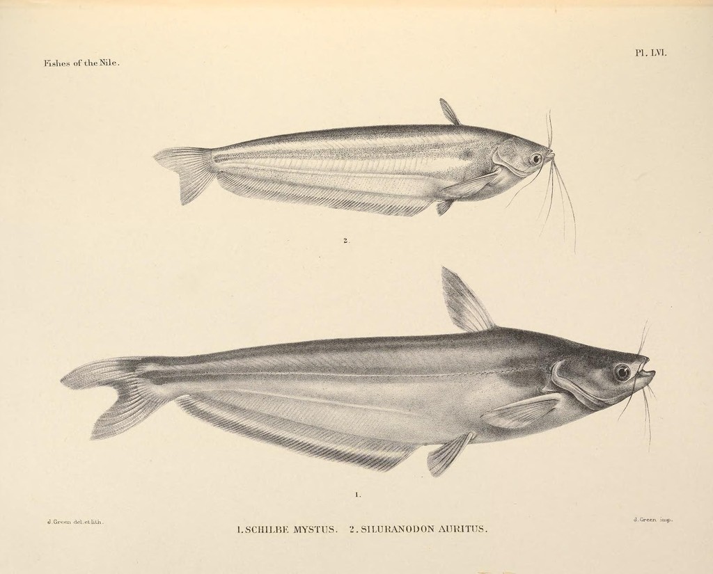 Butterfish