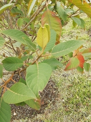 Croton mutisianus