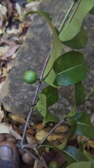 Polysphaeria capuronii