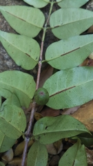 Polysphaeria capuronii