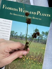 Rhynchospora fascicularis