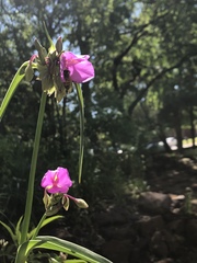 Tradescantia occidentalis