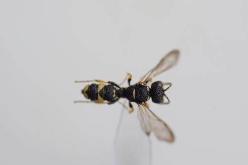 Cerceris rubida