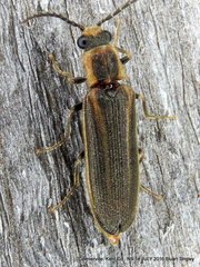 Denticollis denticornis