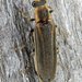 Toothed Click Beetle - Photo (c) Stuart Tingley, some rights reserved (CC BY-NC), uploaded by Stuart Tingley