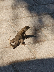 Leiocephalus carinatus