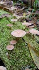 Lentinus berteroi