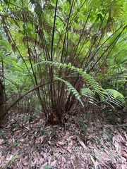 Cibotium taiwanense