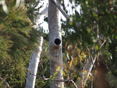 Eucalyptus marginata marginata
