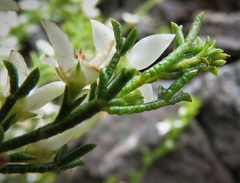 Cyanothamnus anemonifolius