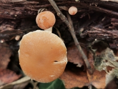 Simocybe sumptuosa