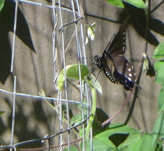 Battus philenor hirsuta
