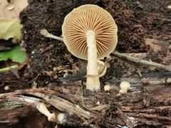 Simocybe sumptuosa
