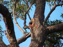 Eucalyptus marginata marginata