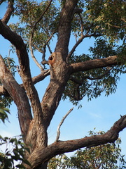 Eucalyptus marginata marginata