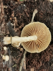 Simocybe sumptuosa