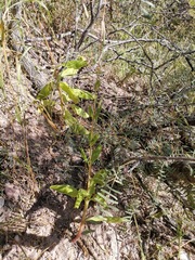 Talinum paniculatum