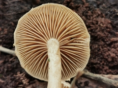 Simocybe sumptuosa