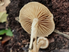 Simocybe sumptuosa