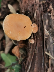 Simocybe sumptuosa