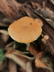 Simocybe sumptuosa