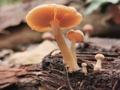 Simocybe sumptuosa