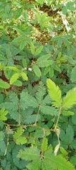 Mimosa pudica