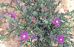 Smicrostigma viride