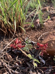 Indigofera sanguinea