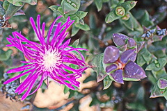Smicrostigma viride