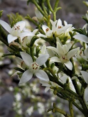 Cyanothamnus anemonifolius