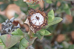 Smicrostigma viride