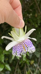 Passiflora actinia