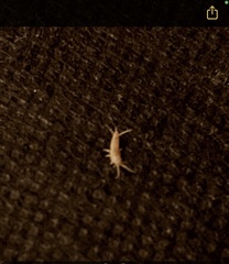 Lepisma
