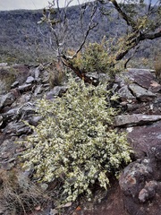 Cyanothamnus anemonifolius