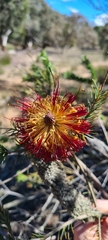 Banksia ericifolia