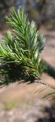 Banksia ericifolia