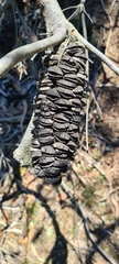 Banksia ericifolia